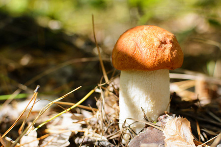 可爱的便士面包蘑菇生长在草地上。秋季背景