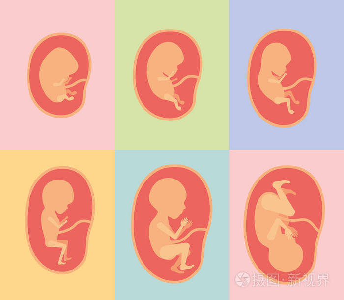 胎儿剪影图片