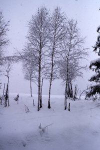 大雪中的冬雪和树木