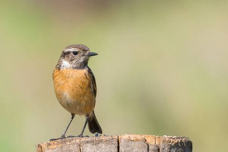 Stonechat 黄连 rubicola 女性