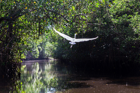 只在丛林河流中飞行的白鸟图片
