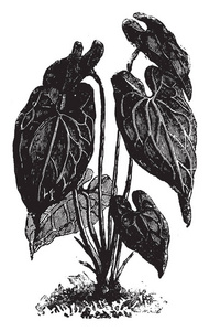 图片, 这是显示的植物的红掌叶花, 这是一个开花植物大, 心形叶子, 复古线条画或雕刻插图