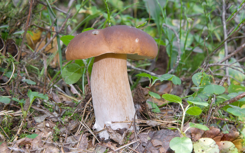 蕈菇生长在森林里。牛肝菌