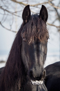 背景冬季 friesian 马画像