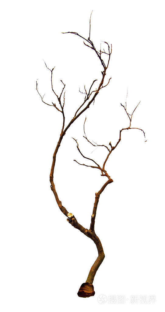 干树枝的特写