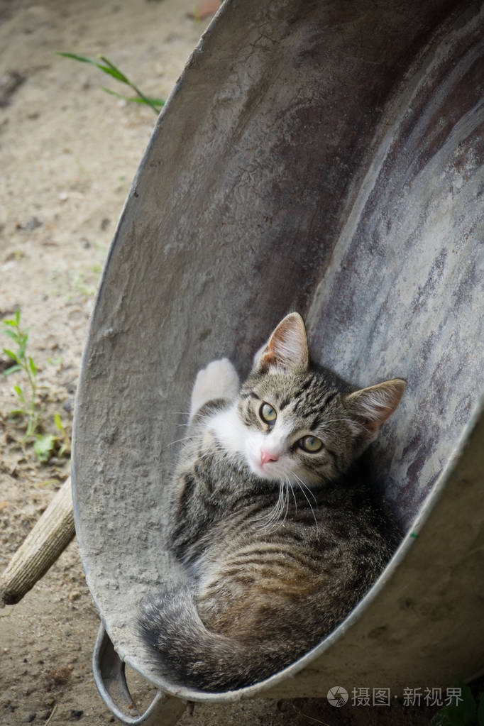 老金属盆里可爱的大花猫乡村风光