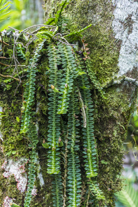 详细的热带绿兰花, Serrinha 做 Alambari 的生态保护区在大西洋雨林的塞拉大 Mantiqueira, 里约热内