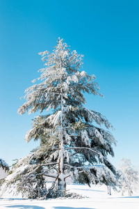 冬季自然景观, 大雪后的大圣诞树