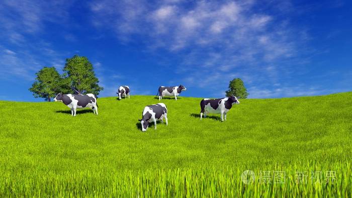 阳光明媚的夏日, 在蓝多云的天空下, 有斑驳的奶牛在绿色农场牧场上