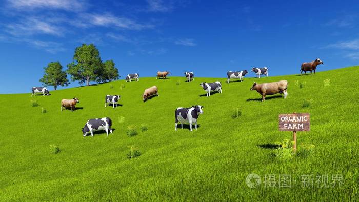 田园风光的 "有机农场" 和一群斑驳的奶牛在晴天放牧在绿色草原上.