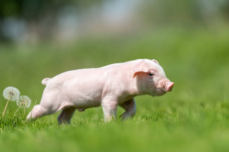 农场上春绿草上的新生小猪