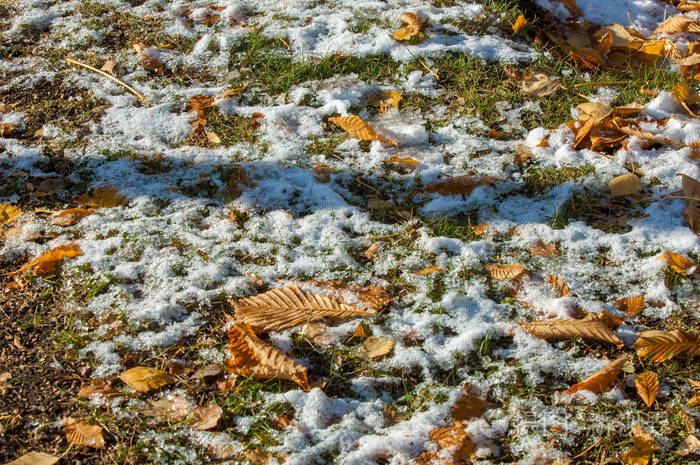 秋天在公园里, 第一次下雪, 树叶在雪地里.秋红黄叶