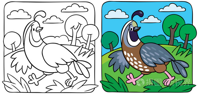 小鹌鹑着色书