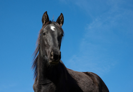 黑骏马肖像图片