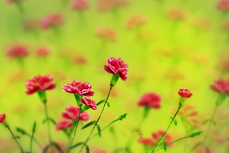 香石竹花