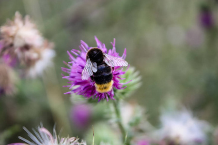 法国的熊蜂和紫色花朵特写