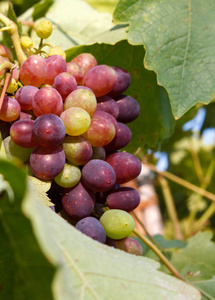 一束成熟的葡萄在叶子特写中