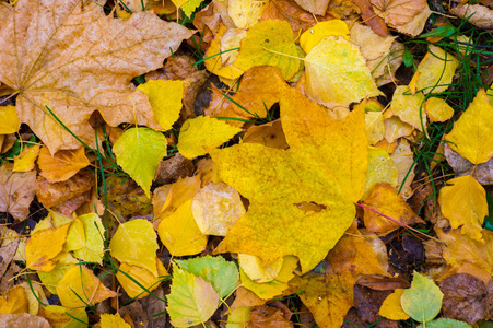 纹理, 背景, 图案。秋天的叶子在地上。红黄红宝石