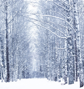 冬天下雪天在美丽的森林