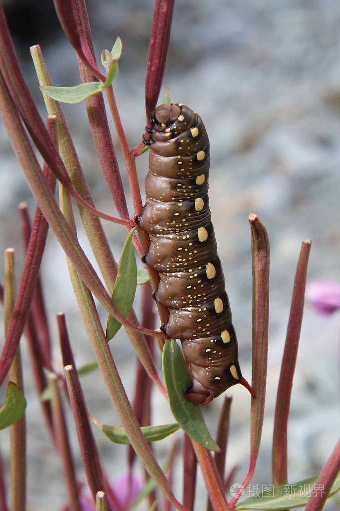 幼虫鹰蛾