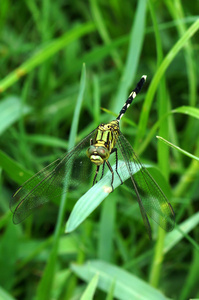 泰国蜻蜓目 蜻蜓，lctinogomphus decoratus