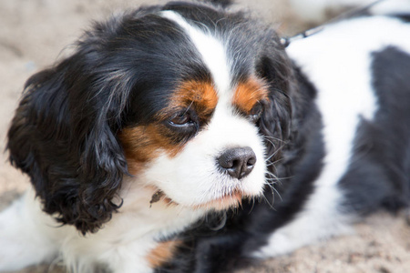 在户外地板上可爱的狗骑士猎犬