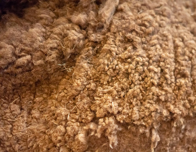 封闭的金色褐色羊驼毛茸茸的羊毛的背景和质地