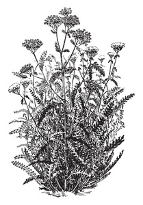 咖哩欧蓍草变异菌的图像也被称为常见西洋蓍草, 是开花植物, 复古线条画或雕刻插图