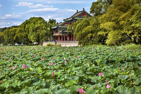 红馆莲花花园夏天宫公园北京中国