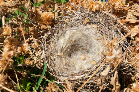 在啤酒花丛中的一只空鸟巢。被遗弃和空虚