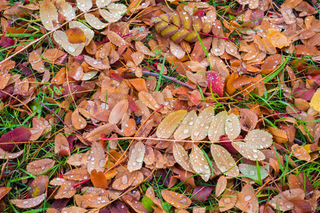 纹理, 背景, 图案。秋天的叶子在地上。红黄红宝石