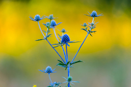 草原上的特写蓝色花朵