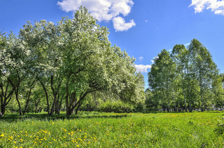 在一个晴朗的晴天, 一个城市公园里的苹果和樱桃树的春天开花.