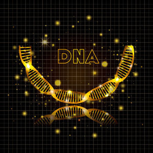 dna 分子半圆金结构