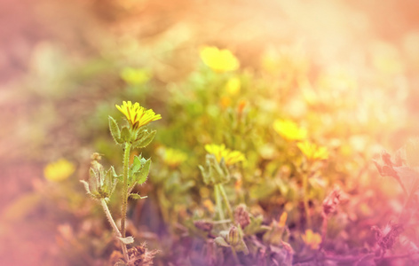 黄色的花，在早春开花