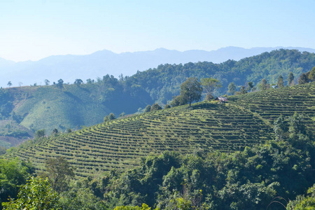 山上种植茶园景观