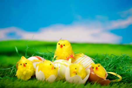 在草原上-复活节快乐小鸡照片