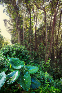 丛林在夏威夷自然风景图片