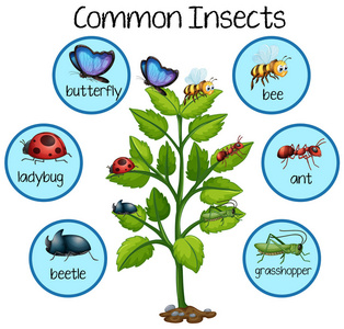 植物例证常见昆虫