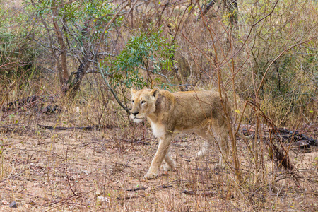 狮子来自南非克鲁格国家公园。非洲野生动物。自然界中的动物