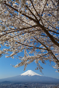 在春天的季节里山富士