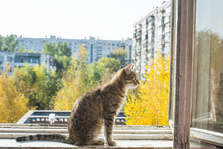 猫坐在窗口金属框架反对蓝色春天天空和房子