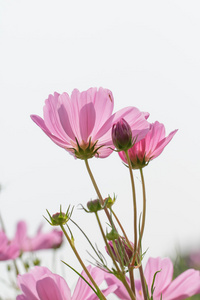 波斯菊花海图片