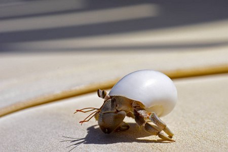 螃蟹隐士藏在海岸边沙滩上的贝壳上