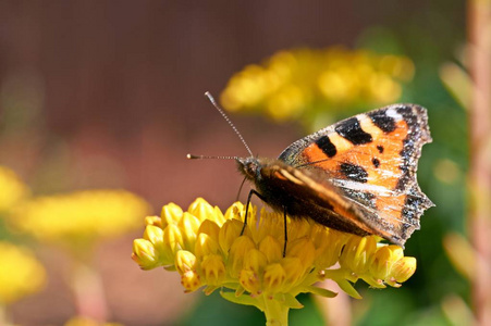 蝴蝶 Aglais 螨坐在一朵黄花上