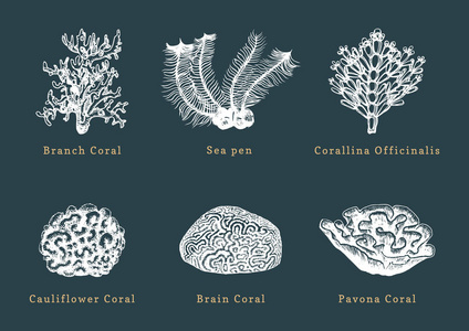 珊瑚的矢量插图。拔海息肉的收集