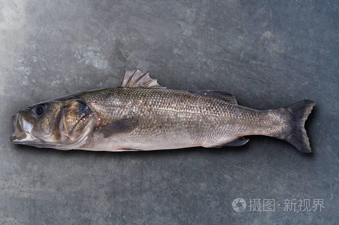 鲈鱼robalo 鱼野生大尺寸海鲈鱼金属照片 正版商用图片087b0c 摄图新视界