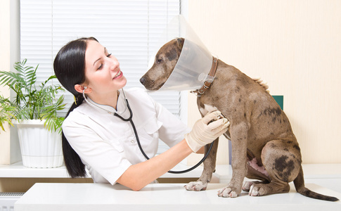 兽医听听诊器斗牛犬小狗