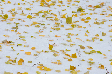 纹理, 背景, 图案。黄红秋叶在第一次下雪。树叶躺在雪地上, 在地上