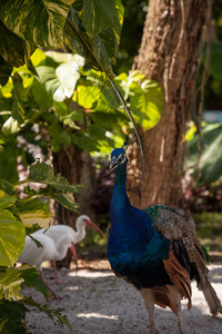蓝色和绿色孔雀或印度孔雀也被称为孔雀座 cristatus 在一个花园在佛罗里达州西南部